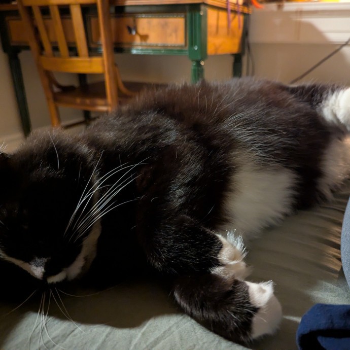 Loving Cat Sitter You Can Trust