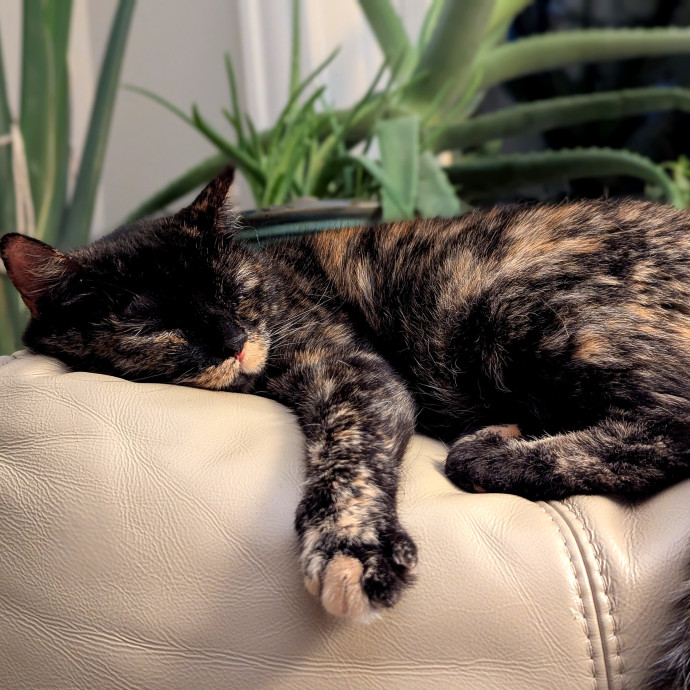 Loving Cat Sitter You Can Trust photo 3