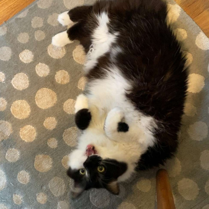 Loving Cat Sitter You Can Trust photo 2