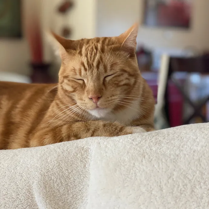 Cat Sitter-Portland Or