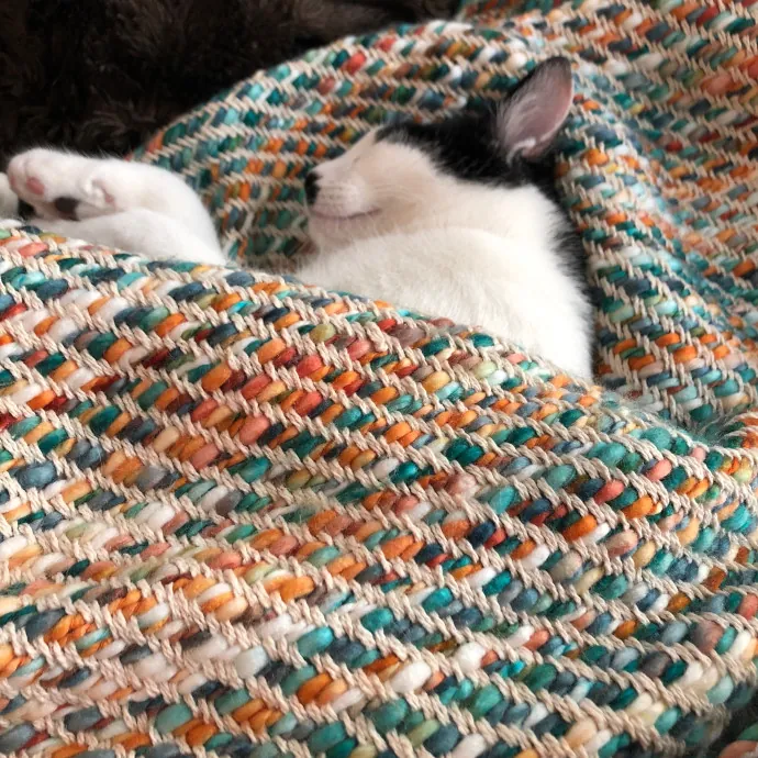 Cat Sitter-Portland Or