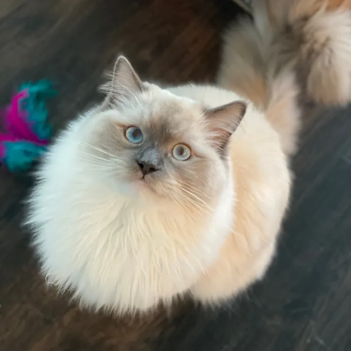 Cat Sitter-Portland Or