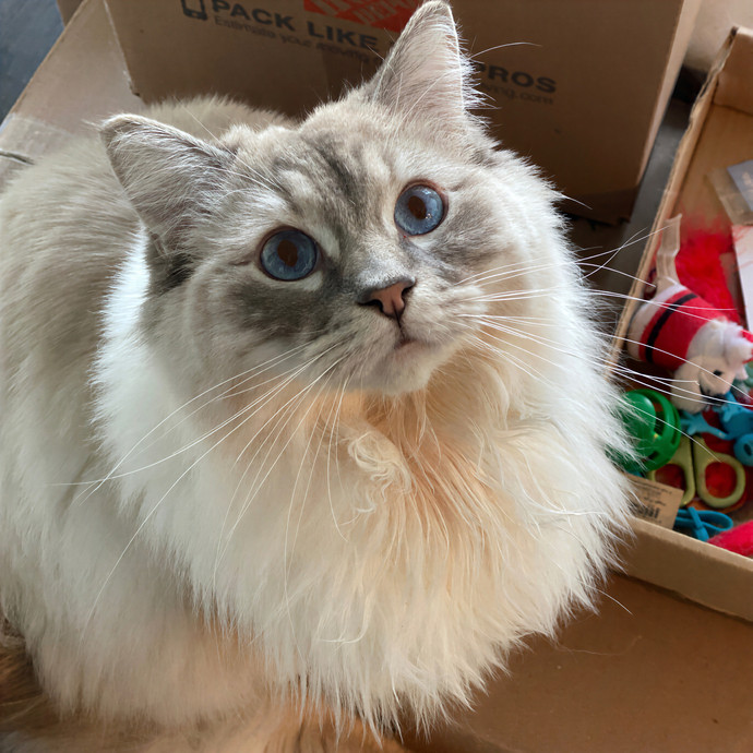 Cat Sitter-Portland Or