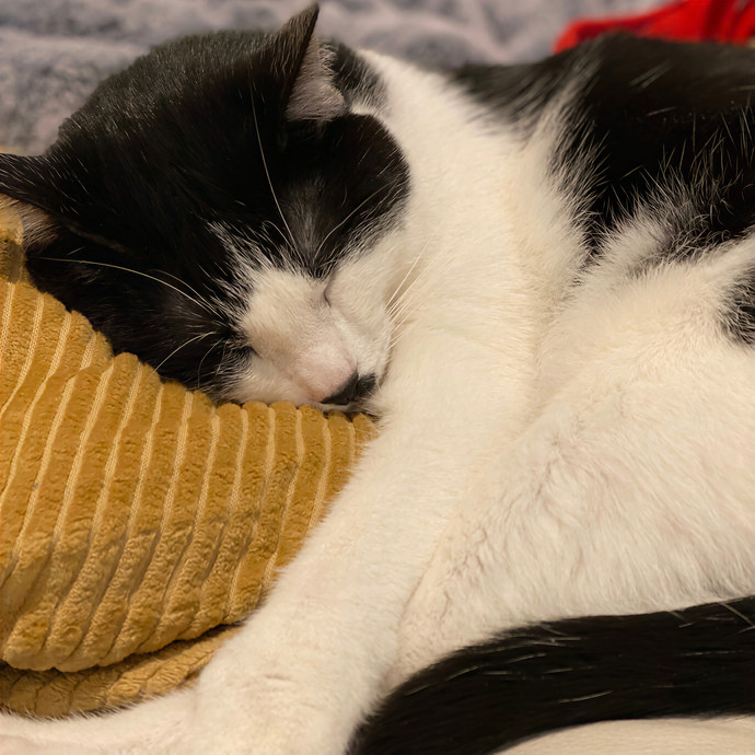 Cat Sitter-Portland Or photo 3