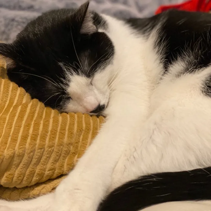 Cat Sitter-Portland Or photo 3