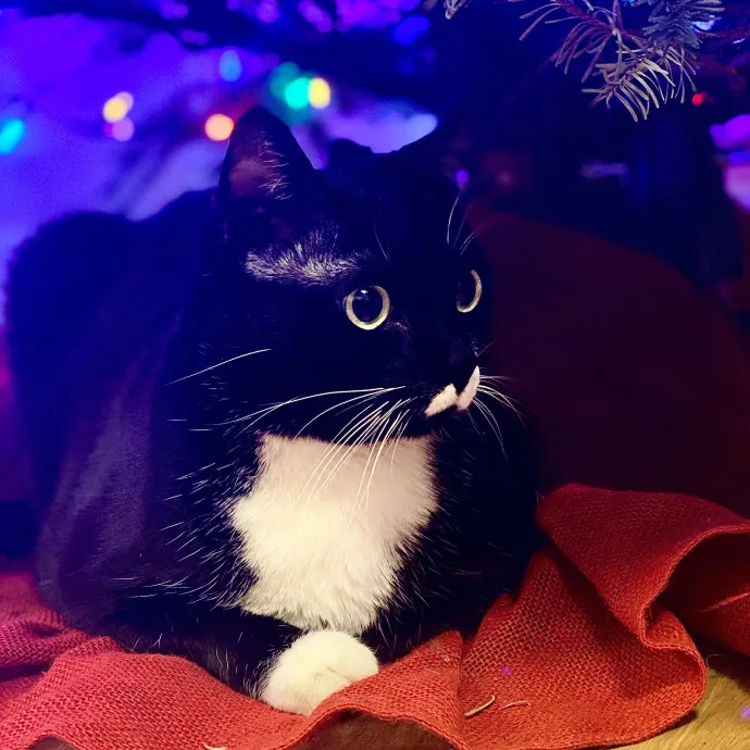 Cat Sitter-Portland Or photo 2