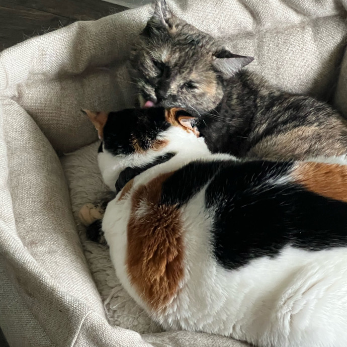Reliable And Loving Pet Sitter photo 3