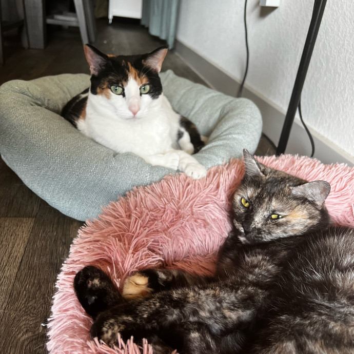 Reliable And Loving Pet Sitter photo 2