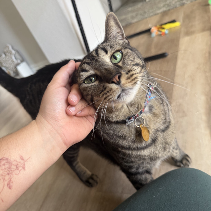 Reliable And Loving Pet Sitter