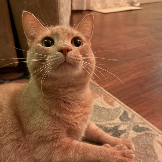 Reliable And Loving Pet Sitter
