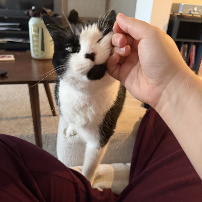 Reliable And Loving Pet Sitter photo 3