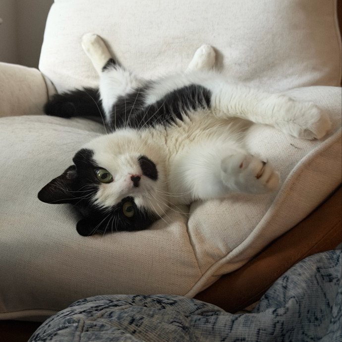 Reliable And Loving Pet Sitter photo 2