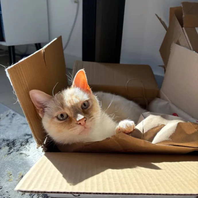 Happy To Care For Your Fur Baby