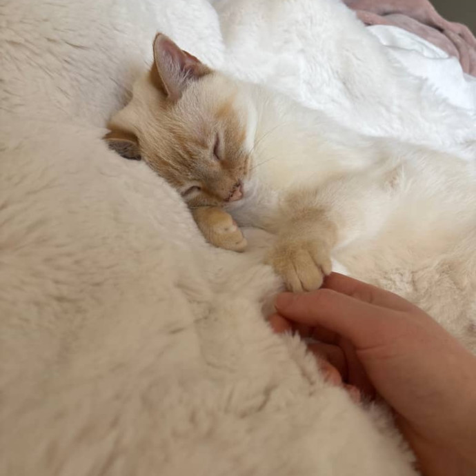 Happy To Care For Your Fur Baby