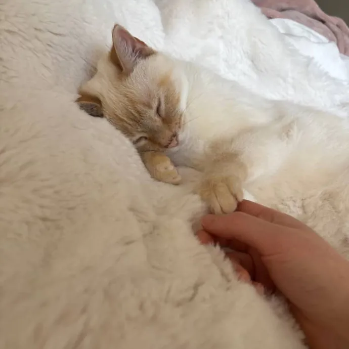 Happy To Care For Your Fur Baby
