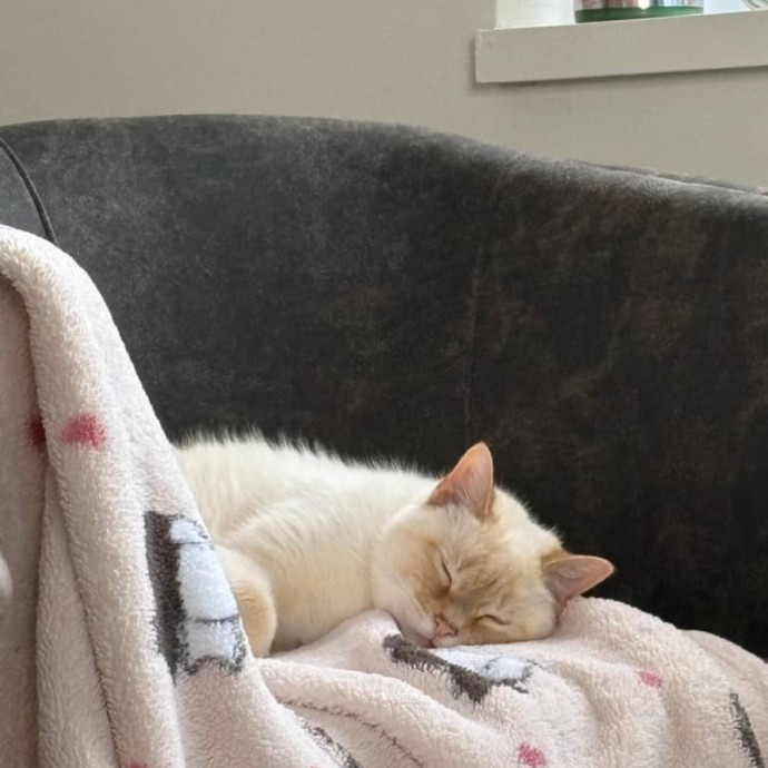 Happy To Care For Your Fur Baby