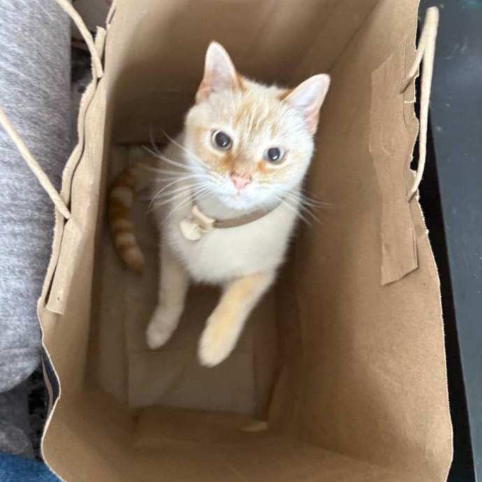 Happy To Care For Your Fur Baby