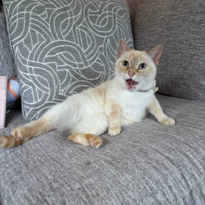 Happy To Care For Your Fur Baby photo 3
