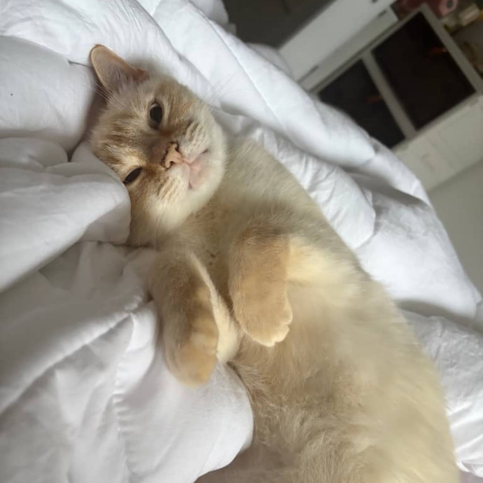 Happy To Care For Your Fur Baby photo 2
