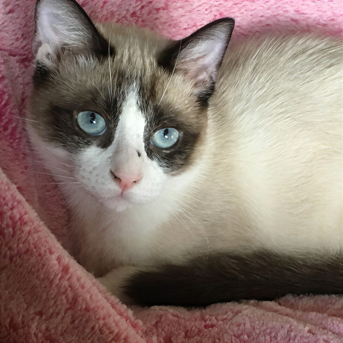Whiskers Sitters Cat Sitting Service