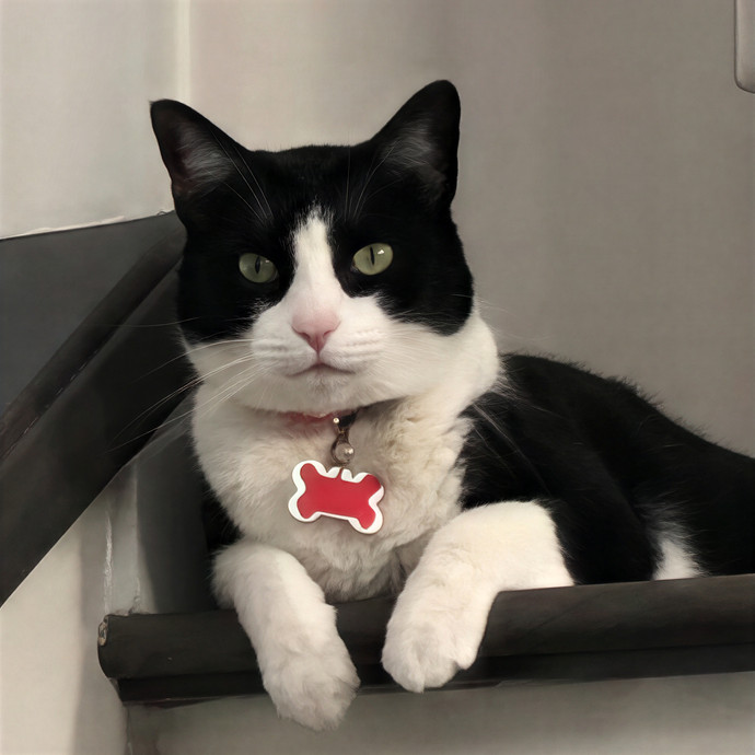 Whiskers Sitters Cat Sitting Service