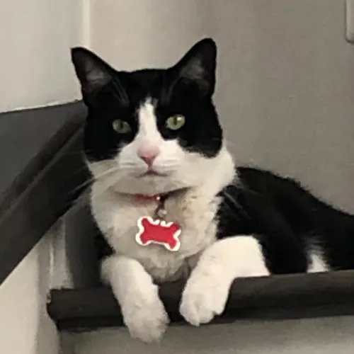 Whiskers Sitters Cat Sitting Service