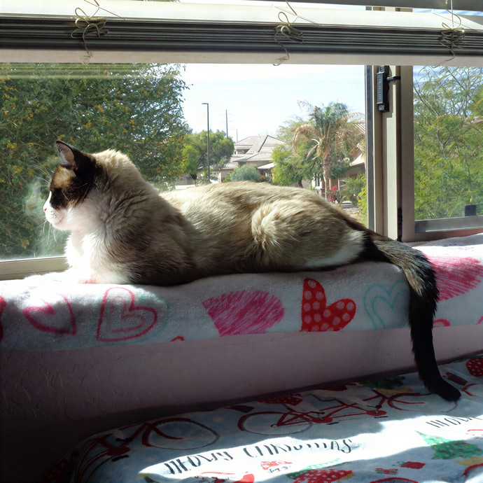 Whiskers Sitters Cat Sitting Service