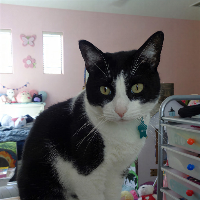 Whiskers Sitters Cat Sitting Service
