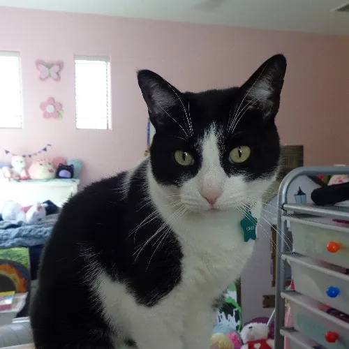 Whiskers Sitters Cat Sitting Service