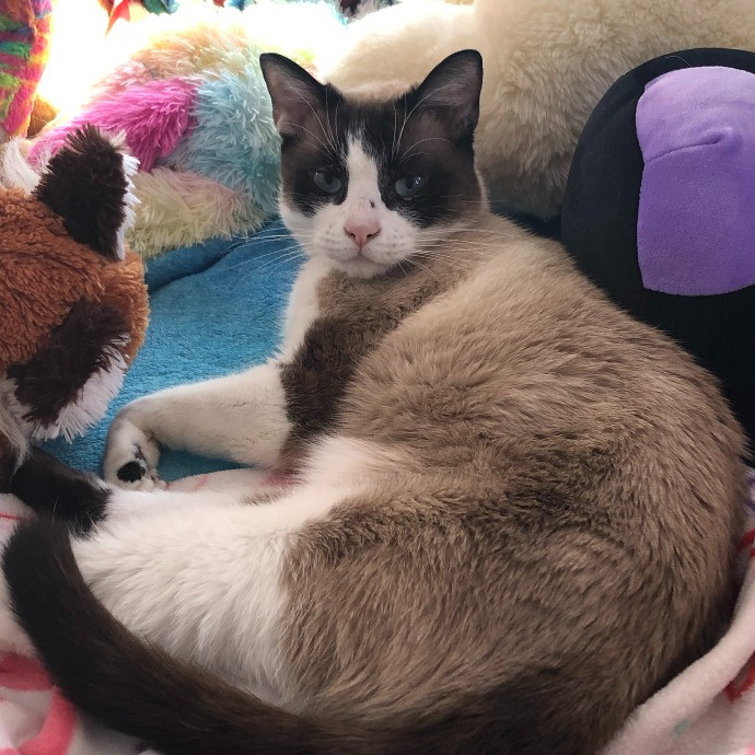 Whiskers Sitters Cat Sitting Service