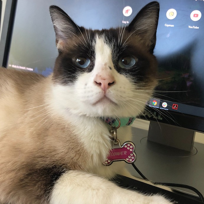 Whiskers Sitters Cat Sitting Service