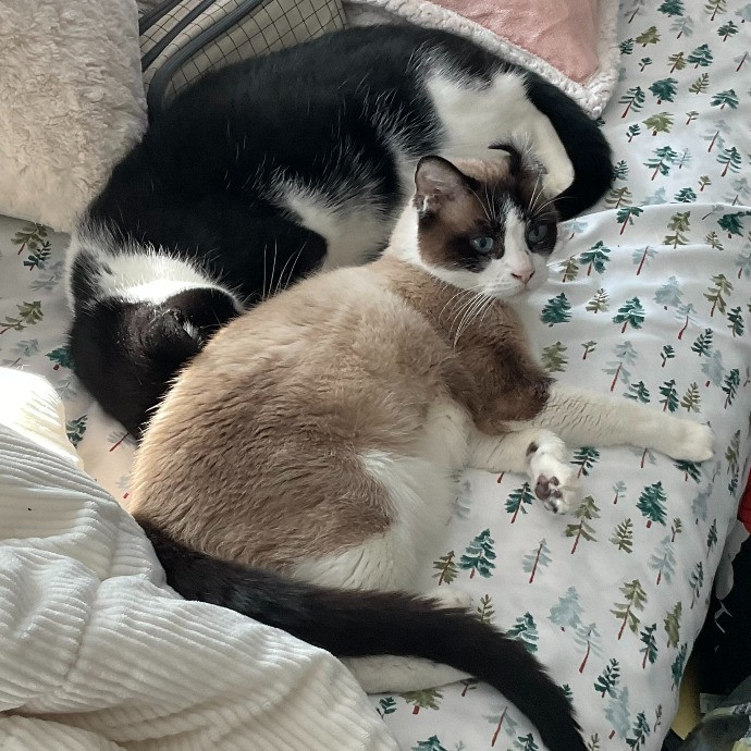 Whiskers Sitters Cat Sitting Service