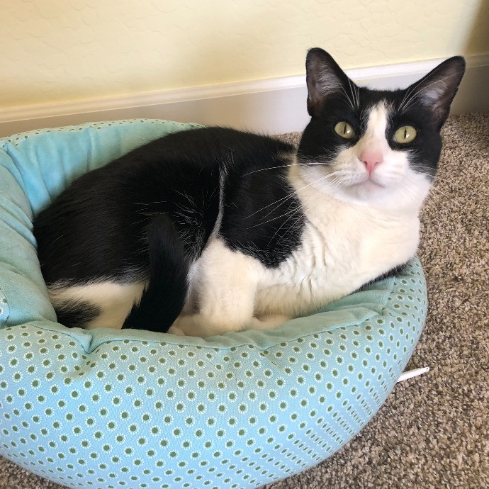 Whiskers Sitters Cat Sitting Service