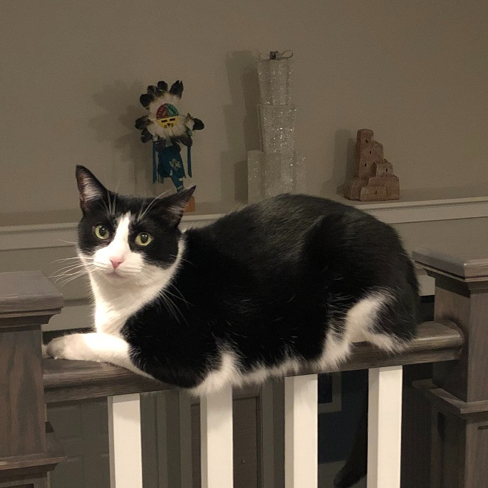 Whiskers Sitters Cat Sitting Service photo 3
