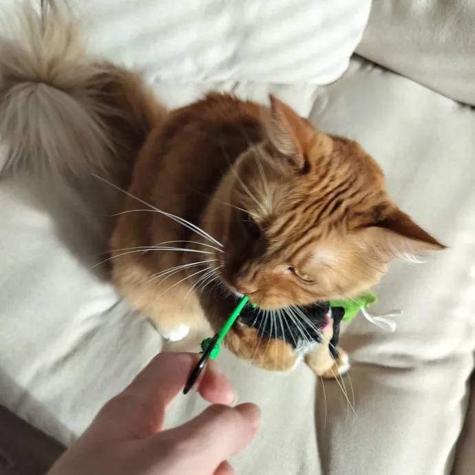Patient And Caring Cat Lover