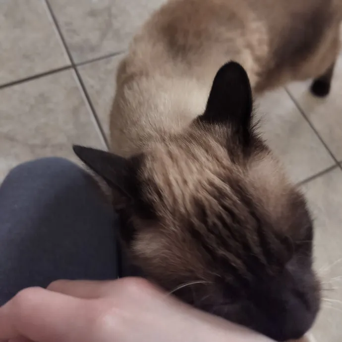 Patient And Caring Cat Lover