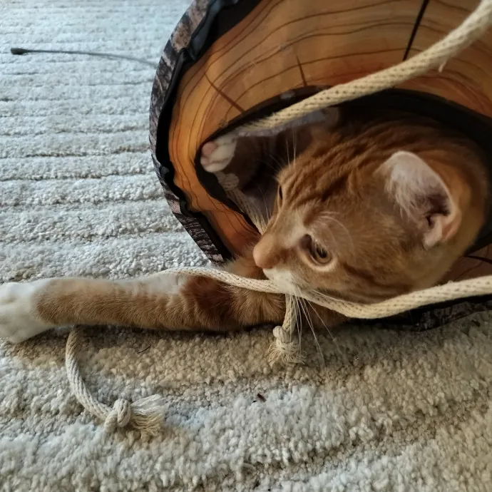 Patient And Caring Cat Lover