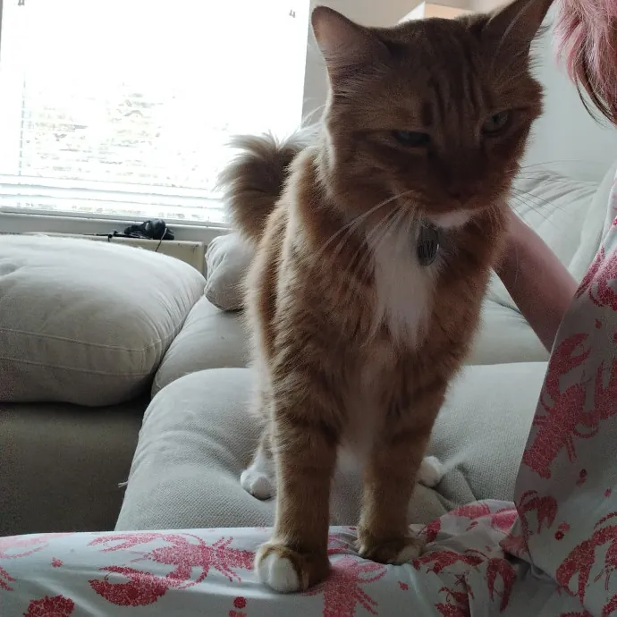 Patient And Caring Cat Lover
