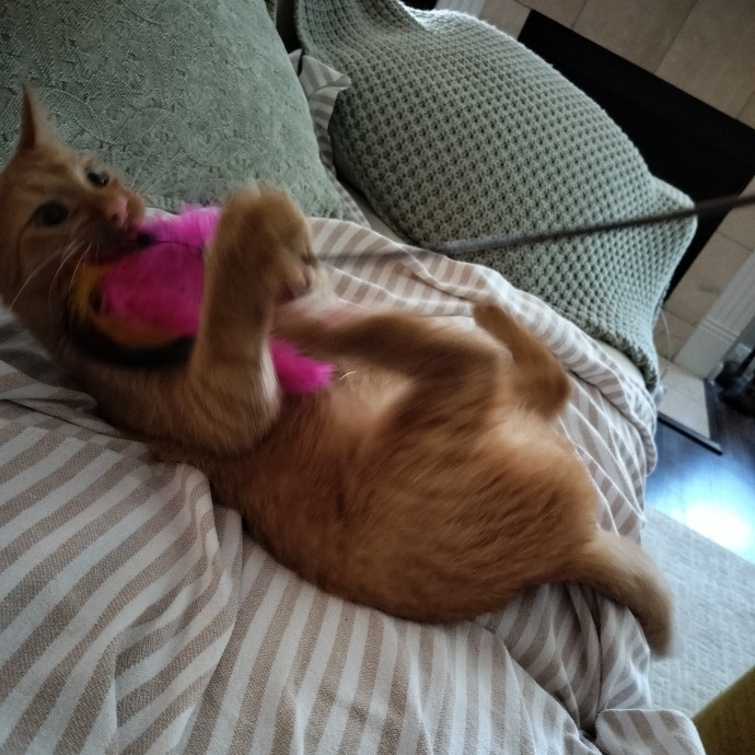 Patient And Caring Cat Lover photo 3