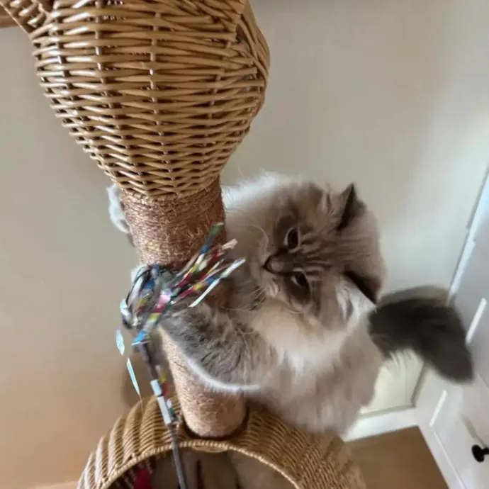 The Cat Sitter Other Sitters Trust