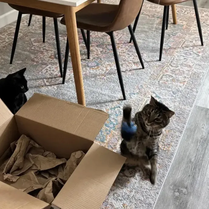 The Cat Sitter Other Sitters Trust