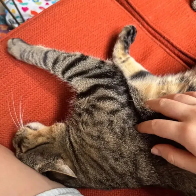 The Cat Sitter Other Sitters Trust