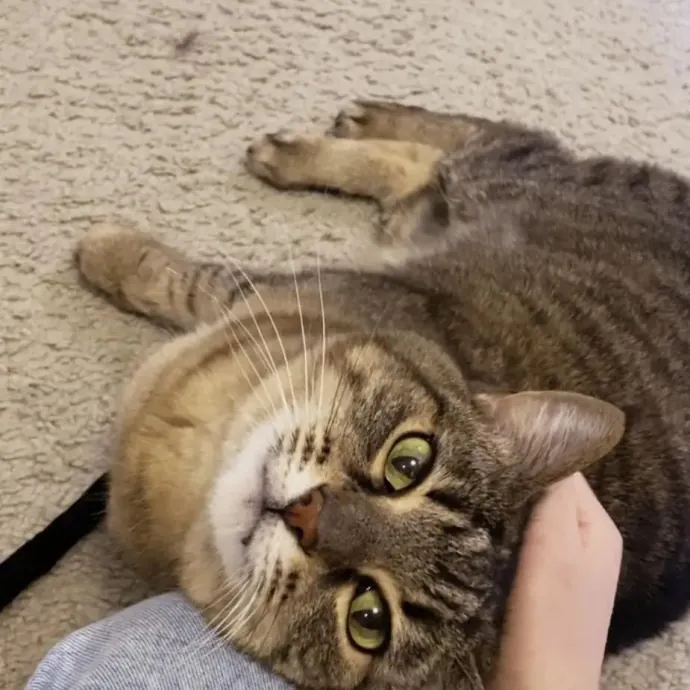 The Cat Sitter Other Sitters Trust