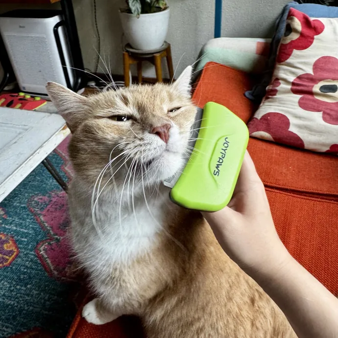 The Cat Professional Other Sitters Trust