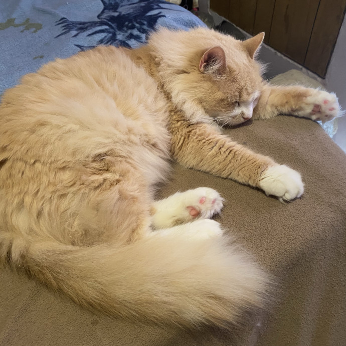 Compassionate Cat Sitter With Much Love