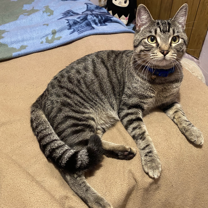 Compassionate Cat Sitter With Much Love
