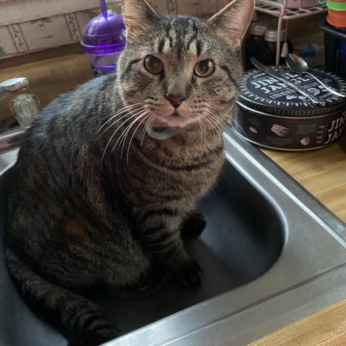 Compassionate Cat Sitter With Much Love
