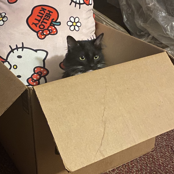 Compassionate Cat Sitter With Much Love