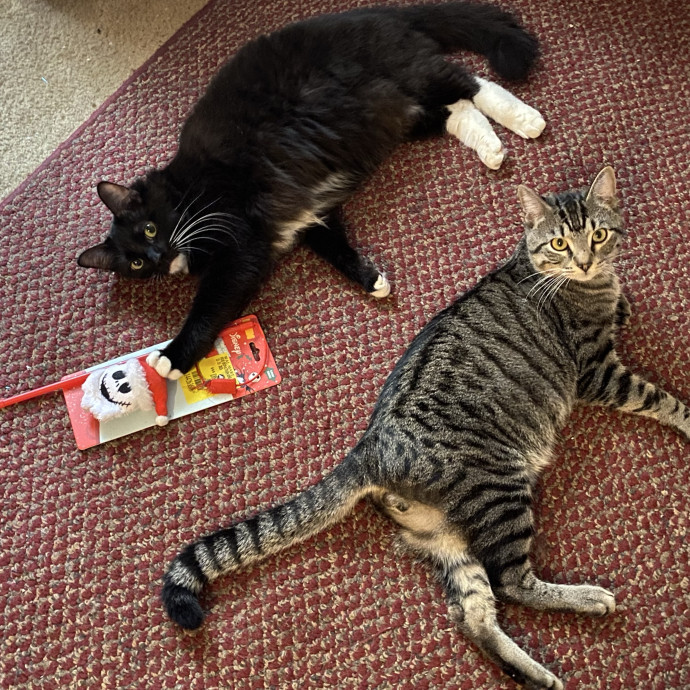Compassionate Cat Sitter With Much Love