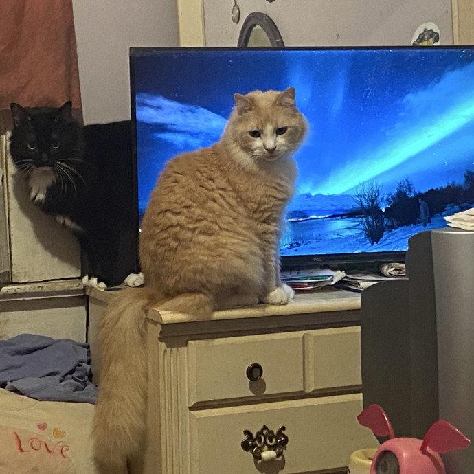 Compassionate Cat Sitter With Much Love